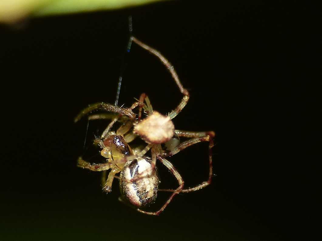 Ero sp. preda giovane Zygiella - S. Teresa Gallura (OT)